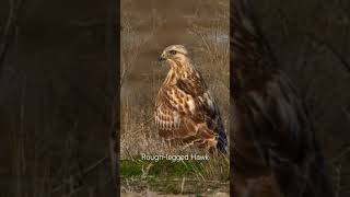 Roughlegged Hawk just looking beautiful [upl. by Jannelle]