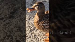 quacking mallard duck mallard duck asmr nature [upl. by Becker928]