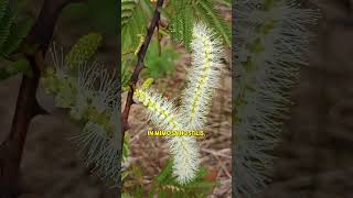 Does mimosa tree contain THAT chemical [upl. by Lizabeth517]