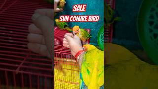 Sun conure bird Sale  sunconure conure birds birdslover birdsounds birdphotography [upl. by Docilla]