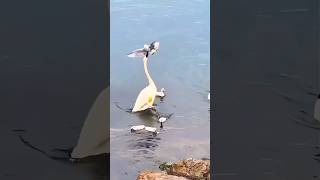 Power of mother swan swan mother animalvideos funnyanimals birds duck hen pet petshop ai [upl. by Acyssej]