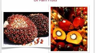 Extraction of Palm Oil [upl. by Ardnad]