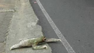 Threetoed sloth crossing the road in Costa Rica [upl. by Andros]