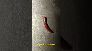 millipede Trigoniulus corallinus [upl. by Adyam]