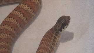 Dajarra Death Adder and More [upl. by Attenaej889]