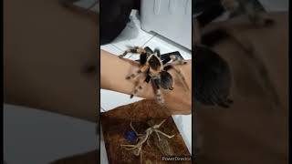 Tarantula besar Brachypelma Hamorii [upl. by Alejandro]