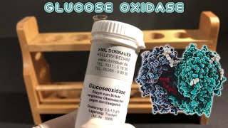 Two experiments with glucose oxidase glucoseoxidase [upl. by Ecirtac370]