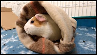 How to make a fleece tunnel for guinea pigs in 3 easy steps [upl. by Dahle645]