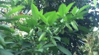 NS1 Jackfruit Tree  Artocarpus Heterophyllus [upl. by Nani666]