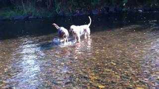 Blue Fairy Otterhounds In the River [upl. by Leiahtan976]