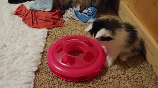 New kitten loves toy [upl. by Carlen]