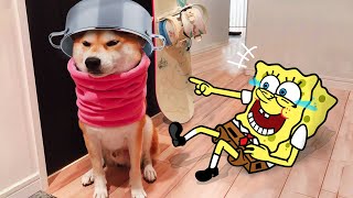 You LAUGH You LOSE  Spongebob troll Funny Stupid Dog 😾🐶 Spongebob in Real Life  Funniest Cats [upl. by Cissie]