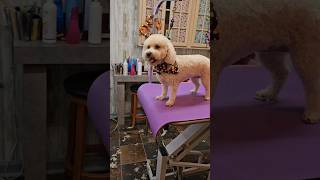 Bichonpoodle dog haircut grooming [upl. by Tecu]