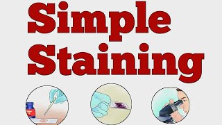 SIMPLE STAINING MICROBIOLOGY norcet microbiology nursing viralvideo shorts [upl. by Volding774]