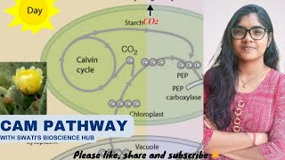 CAM Pathway [upl. by Bessy]