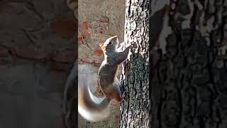 Scoiattolo felice si arrampica sulla pianta scodinzolando cute funny animals shorts squirrel [upl. by Analihp]