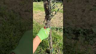 Pruning Skill With Ausonia Scissor asmr pruning scissors agribros [upl. by Aelem]