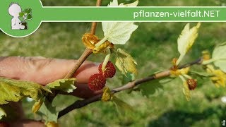 Ahornblättrige Platane  Austrieb amp Blüte  140418 Platanus  BaumStrauchBestimmung [upl. by Nwatna]