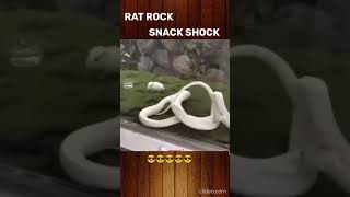 😎rat rock snack shock😎😎 [upl. by Dunstan]