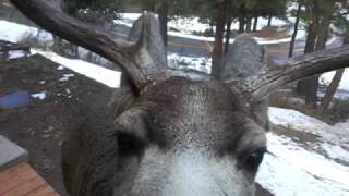 Whitey the Mule Deer [upl. by Gale]