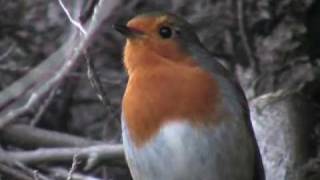 A Robin Singing Erithacus Rubecula  Rougegorge familier  Pettirosso  Petirrojo  Rotkehlchen 2 [upl. by Aohsoj99]