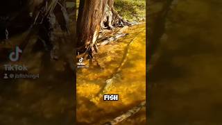 What is he doing michigan salmon fishing [upl. by Nawk]