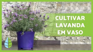 Como CULTIVAR LAVANDA em VASO 💜 Rega adubo poda e MAIS [upl. by Nnawtna]