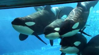 6 Killer Whales in Underwaterviewing Seaworld Orlando [upl. by Jarv]