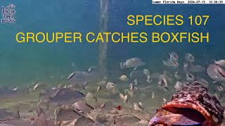 Species 107 COWFISH or BOXFISH caught by GROUPER on vivathekeys underwater livestream [upl. by Milena609]