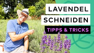 Lavendel schneiden  Tipps amp Tricks [upl. by Hseyaj]