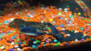 Bluemoon Lobster  Cherax Sp Crayfish For Sale [upl. by Fridlund]