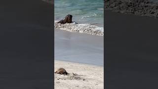 Fighting Sea Lions at Seal bay conservation park Kangaroo Island South Australia [upl. by Lubet]