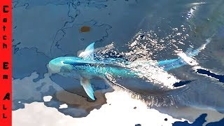 MYSTICAL 60LB FISH in Giant POOL POND AQUARIUM Frost [upl. by Ellette239]