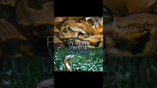 King Cobra vs Python Reptile Elimination wheel pt1 [upl. by Shurwood577]