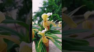 Paphiopedilum insigne natural orchid shortvideo [upl. by Laehcimaj]