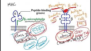 USMLE ACE Video 45 Major Histocompatibility Complex MHC and associated disorders [upl. by Nnaasil]