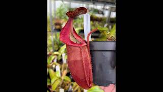 Nepenthes densiflora x veitchii BE4037  Kannenpflanzen bei Fangblatt  kannenpflanze [upl. by Eednahs]