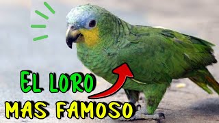 El quotLORO Más POPULARquot 😎 Loro Guaro ó Alinaranja HABLANDO 🗣️ [upl. by Murvyn]