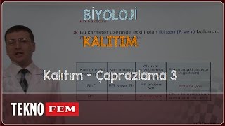 YGSLYS BİYOLOJİ  Kalıtım  Çaprazlama 3 [upl. by Dari268]