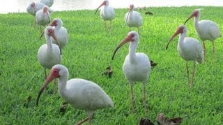 American White Ibis  Cozy Cosettas Daily Snack Time [upl. by Aelyk836]