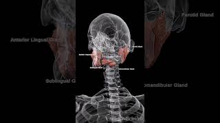 Discover the Wonders of Salivary Glands [upl. by Giraldo804]