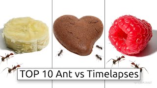 TOP 10 Ants vs Timelapses [upl. by Idarb510]