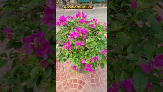 লাইলাহাইল্লাল্লাহু flowers বাগানবিলাস nature waz flowers bmw youtubeshorts subscribe 🌻🌻 [upl. by Paulita]