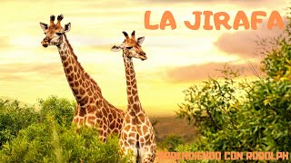 La Jirafa  Video explicando a este cuellilargo de la naturaleza llamado Jirafa [upl. by Akerdnuhs]