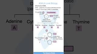 AQA A Level Biology  DNA structure part 1 alevelbiology [upl. by Jaycee]