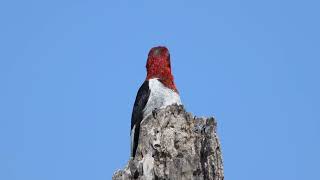 20240906 Red headed Woodpecker [upl. by Worrad552]