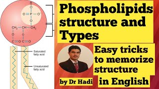 Phospholipids Types and structure in English Lecture 7 Easy tricks to memorize the structure [upl. by Sansen]