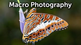 Macro Photography  How to  Canon lenses [upl. by Schuman484]