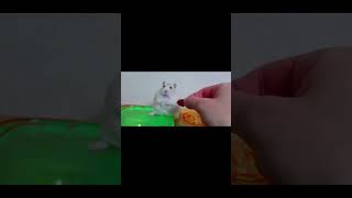 Laser Hampter 3 memes hamsters [upl. by Nwahc]