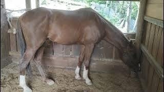 part 18 Horse farming in everyday life horse sounds riding horses horse carriages [upl. by Pilar984]